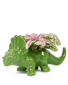 Dinosaur Ceramic Indoor Plant Pot For Succulents - Chive Ceramics Studio - Pots - Chive US