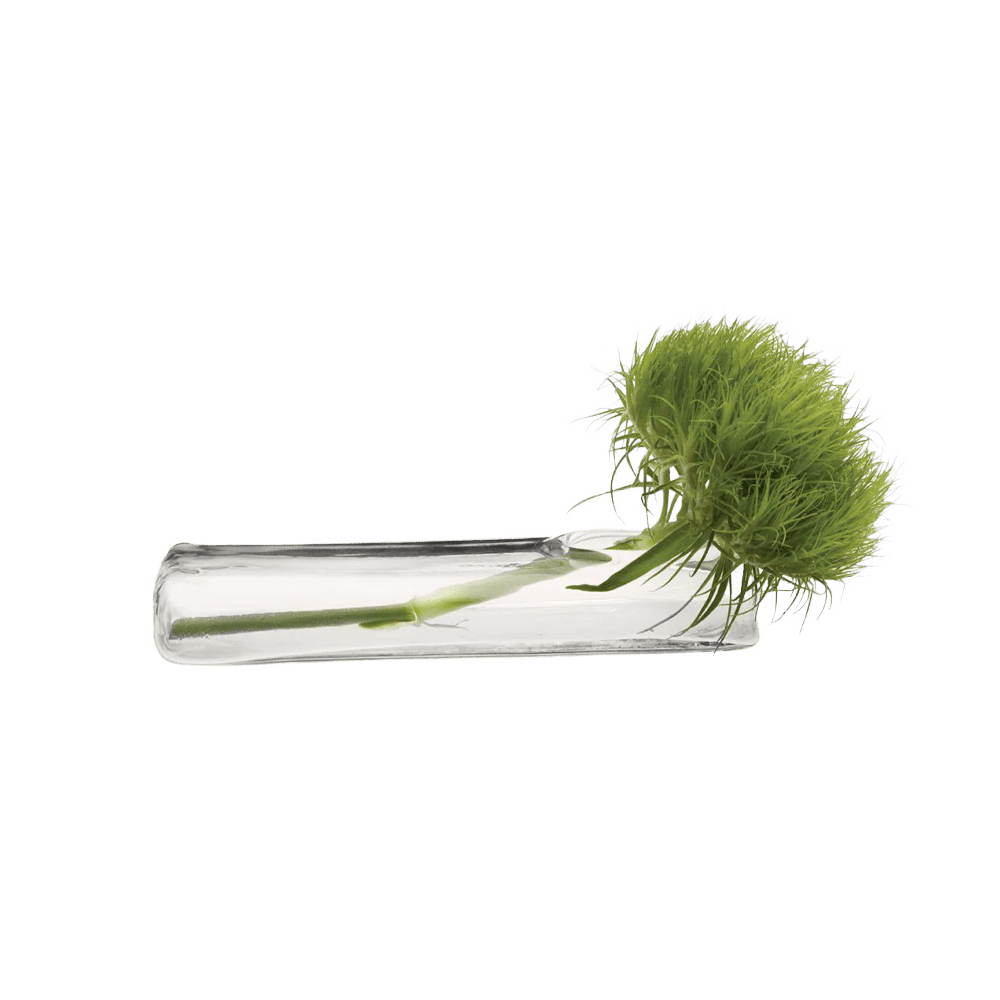 Test Tube Glass Bud Vases | 6 Pack - Chive Ceramics Studio - Chive Ceramics Studio