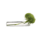 Test Tube Glass Bud Vases | 6 Pack - Chive Ceramics Studio - Chive Ceramics Studio