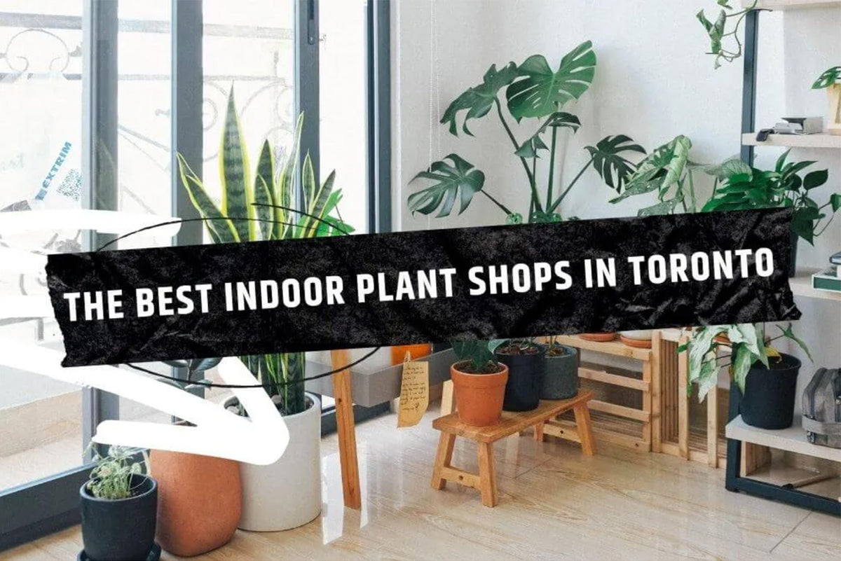 Toronto Blogs best indoor plant shops in Toronto featuring Chive Studio Queen West