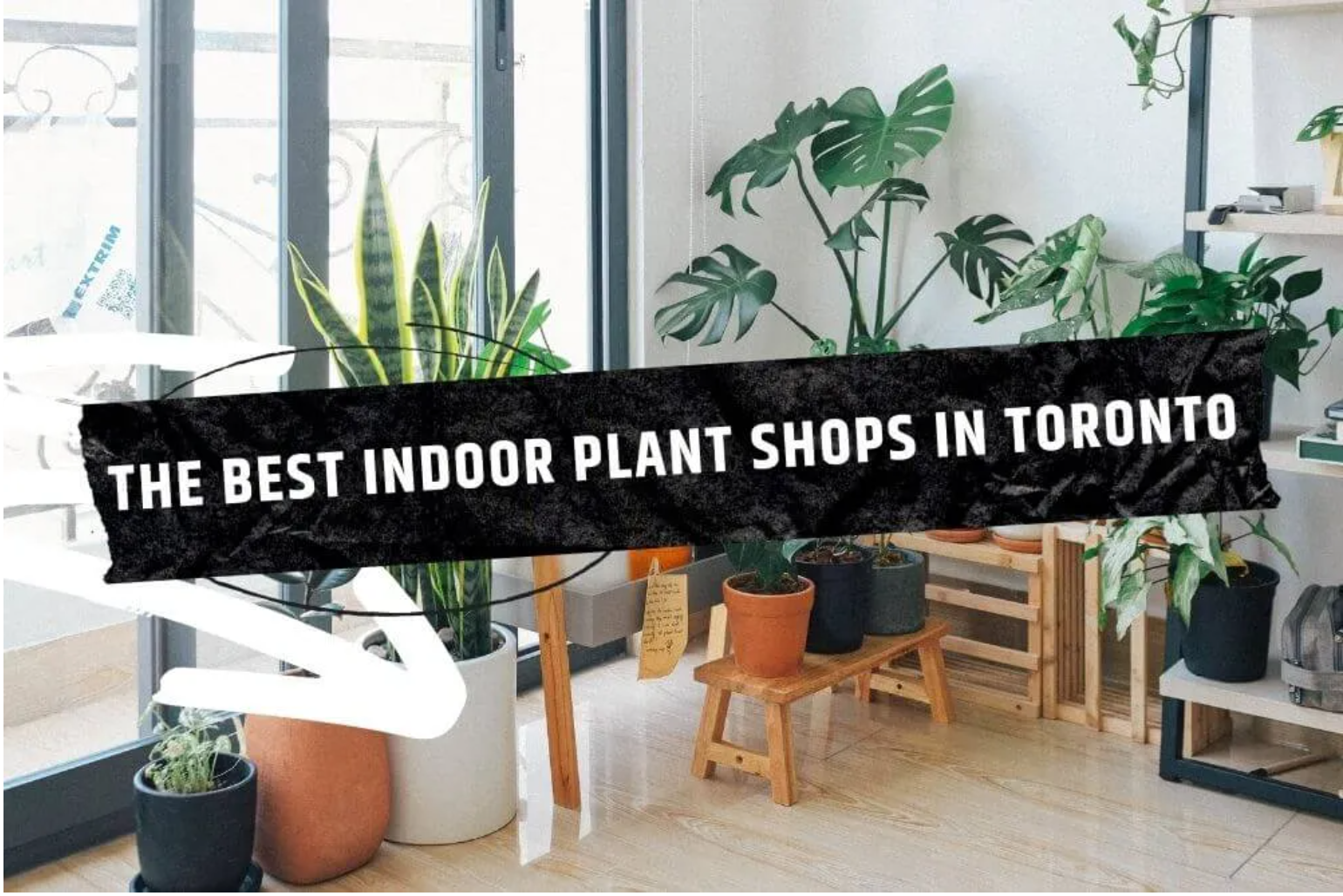 Toronto Blogs best indoor plant shops in Toronto featuring Chive Studio Queen West