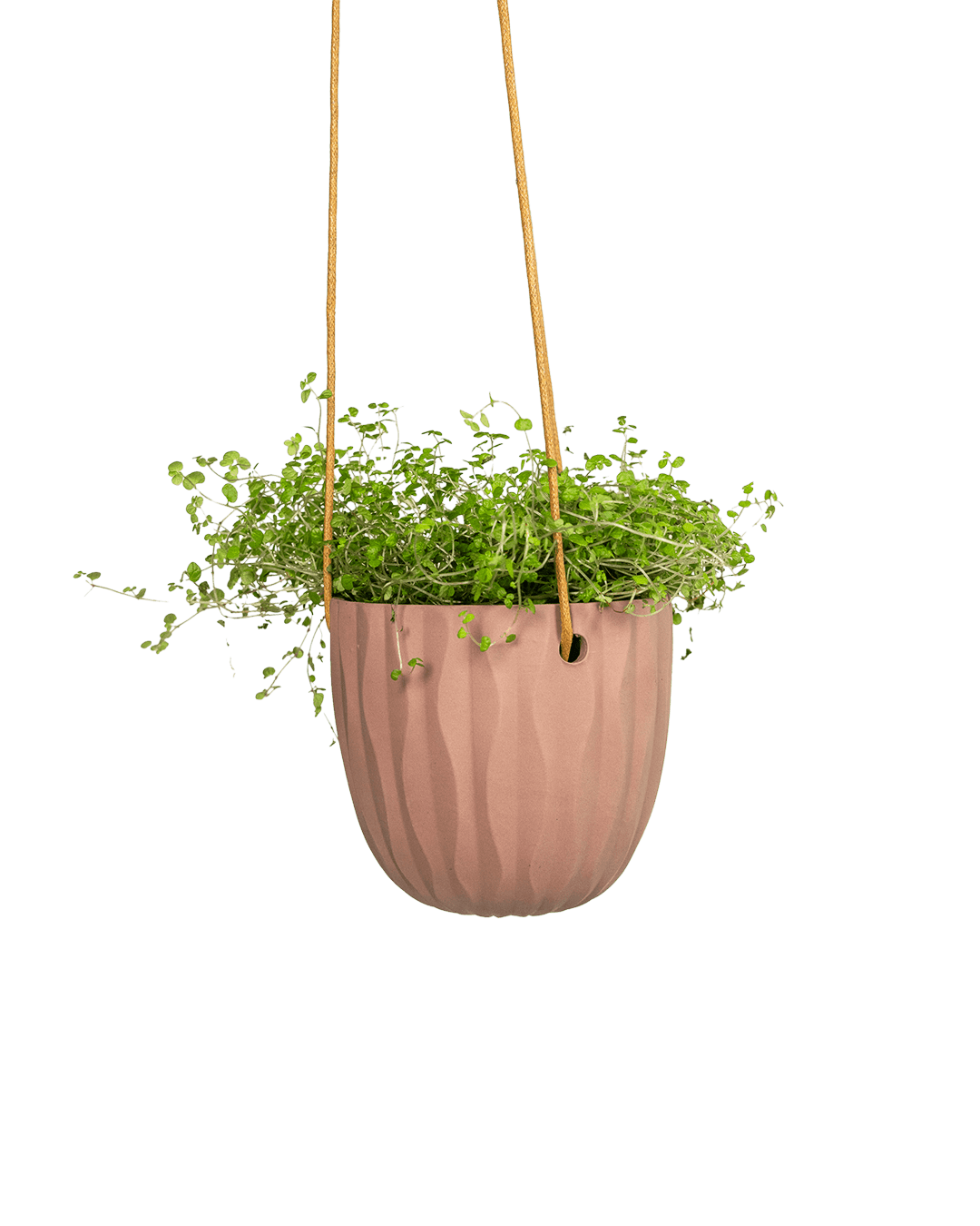 Virago Ceramic Modern Hanging Planter - Chive Ceramics Studio - Pots - Chive US