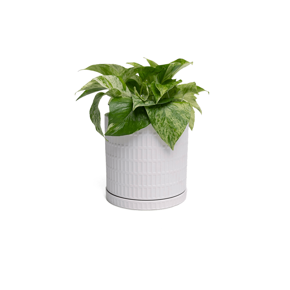 Virago Porcelain Large Indoor Pot With Drainage Hole And Saucer - Chive Ceramics Studio - Pots - Chive US