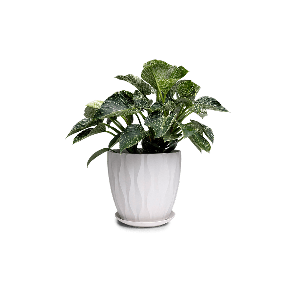 Virago Porcelain Large Indoor Pot With Drainage Hole And Saucer - Chive Ceramics Studio - Pots - Chive US