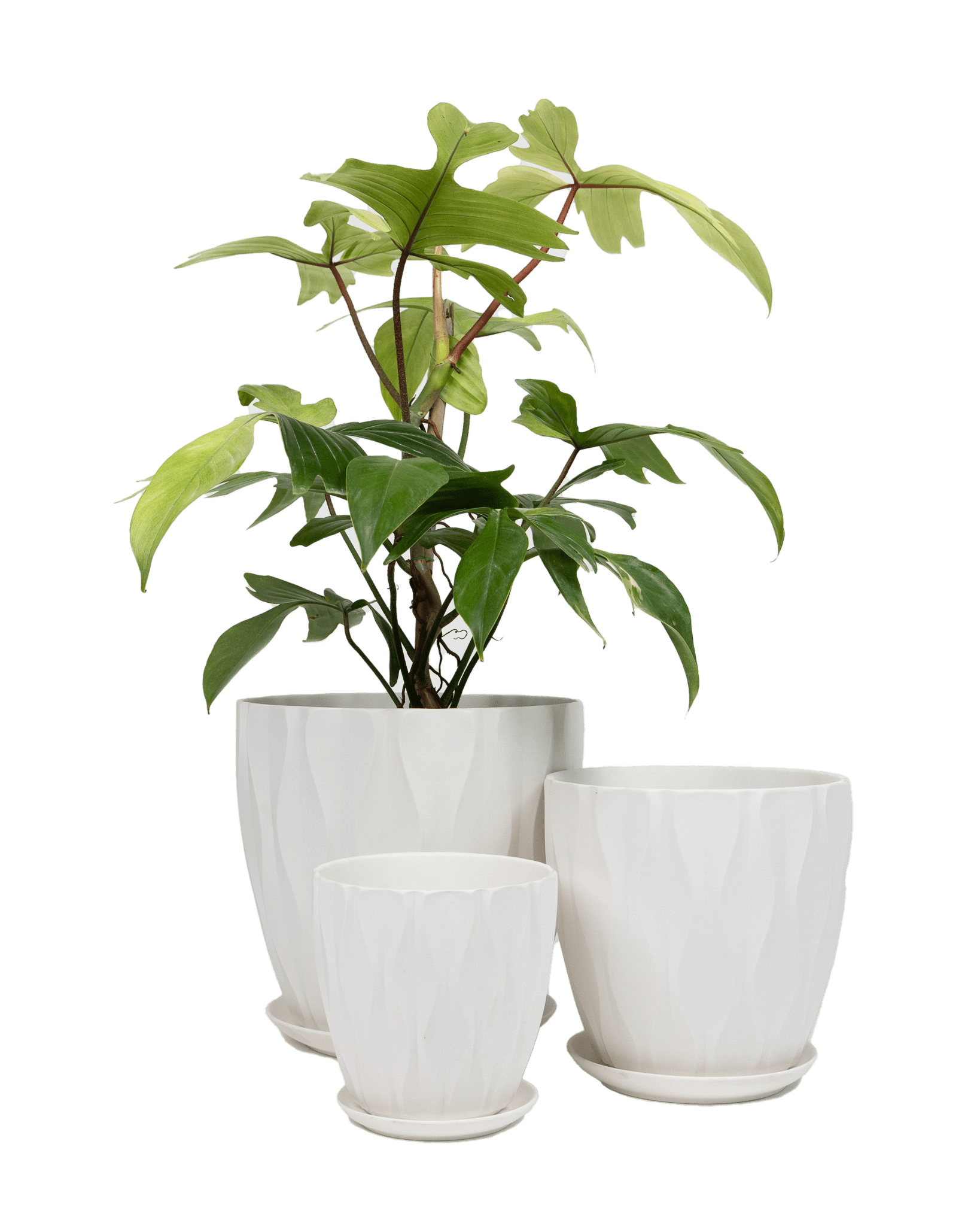 Virago Porcelain Large Indoor Pot With Drainage Hole And Saucer - Chive Ceramics Studio - Pots - Chive US