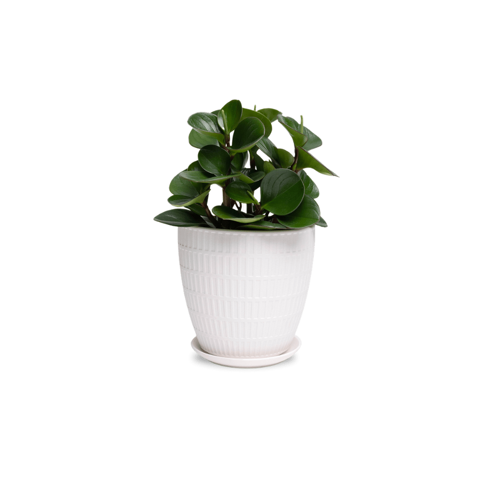 Virago Porcelain Large Indoor Pot With Drainage Hole And Saucer - Chive Ceramics Studio - Pots - Chive US