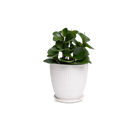 Virago Porcelain Large Indoor Pot With Drainage Hole And Saucer - Chive Ceramics Studio - Pots - Chive US