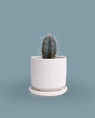 Virago White 3.5" Porcelain Pot - Chive Ceramics Studio - Pots - Chive Wholesale