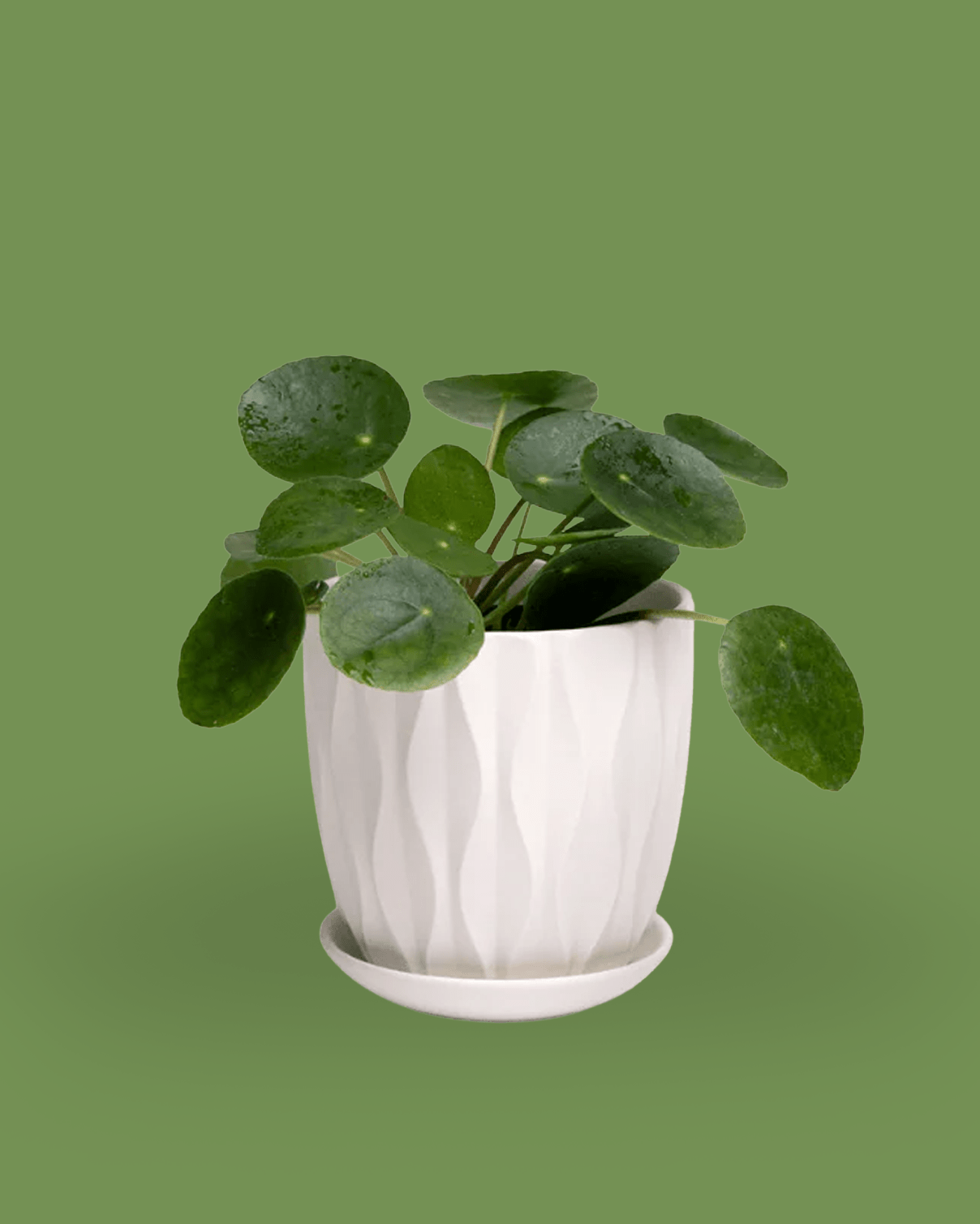 Virago White 3.5" Porcelain Pot - Chive Ceramics Studio - Pots - Chive Wholesale