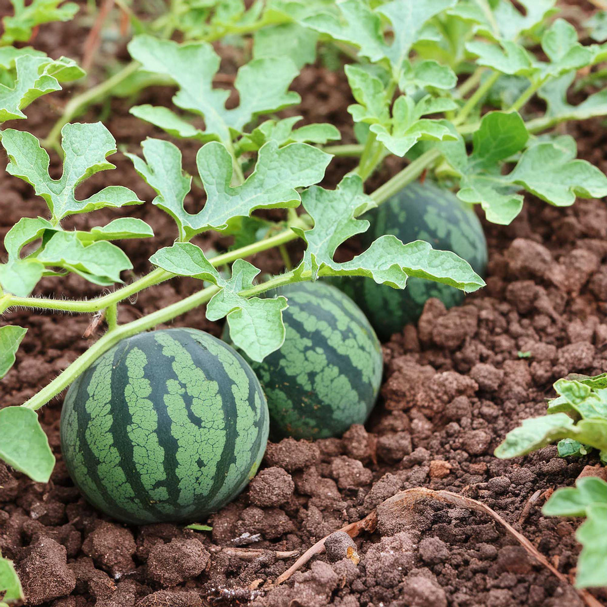 Three small watermelons growing on the vine in a garden, resting directly on dark, rich soil - Shido Seeds