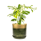 Joe Metal Pot With Drainage Hole | 7, 8, 10 & 12 inches - Chive Ceramics Studio - Pots - Chive Ceramics Studio