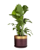 Joe Metal Pot With Drainage Hole | 7, 8, 10 & 12 inches - Chive Ceramics Studio - Pots - Chive Ceramics Studio