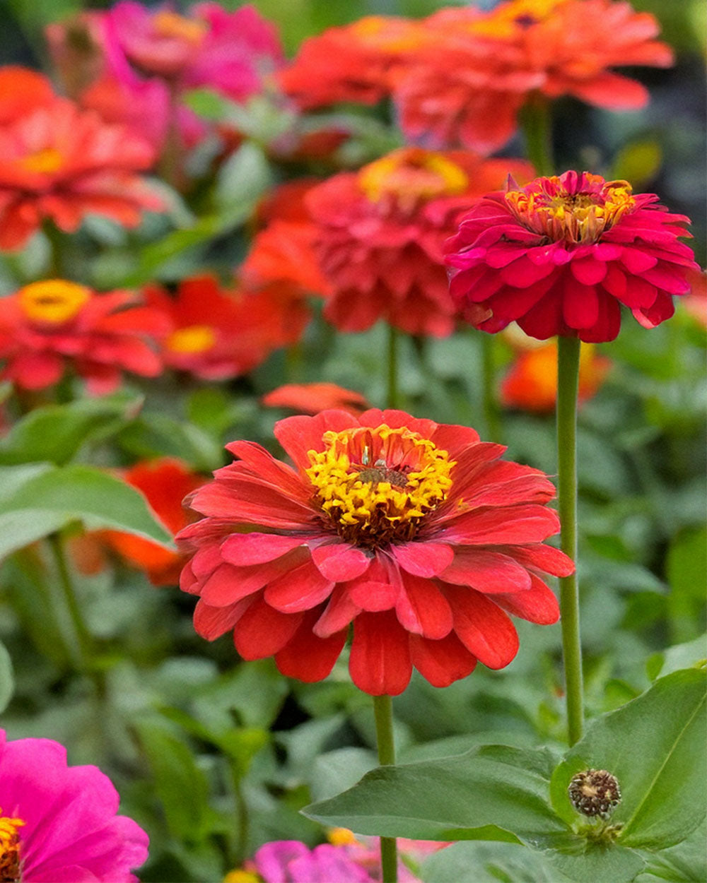 Zinnia Seeds | Non-GMO, Vacuum-Sealed | Shido