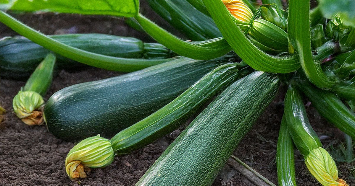 Zucchini seeds growing in garden — Shido Seeds by Chive Studio Toronto