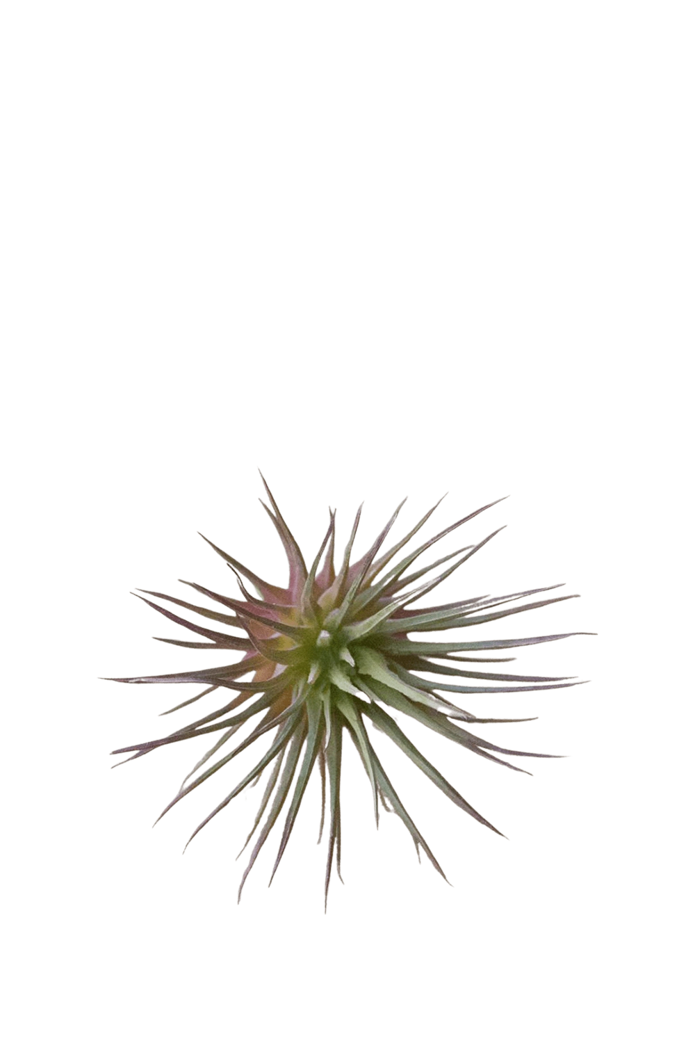 Small Fake Lifelike Realistic Unkillable - Air Plant - handmade by Chive Studio Toronto