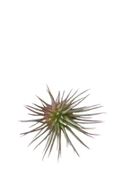 Small Fake Lifelike Realistic Unkillable - Air Plant - handmade by Chive Studio Toronto