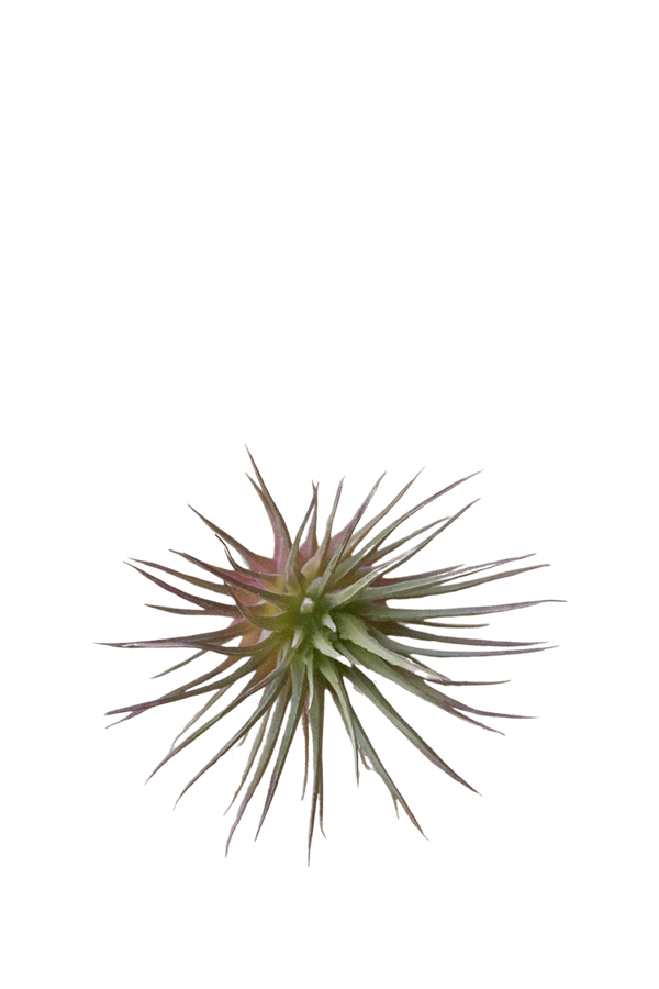 Small Fake Lifelike Realistic Unkillable - Air Plant - handmade by Chive Studio Toronto