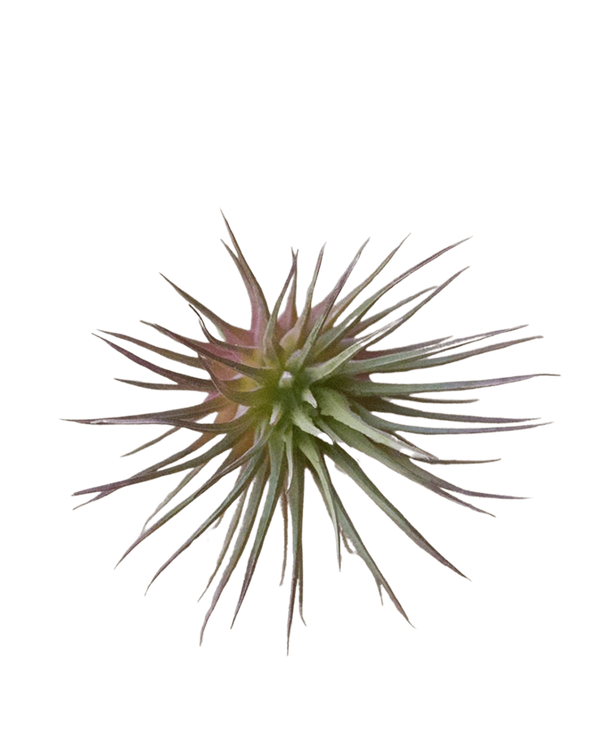 Air Plant Fake Lifelike Realistic Unkillable!