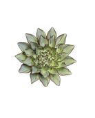 A decorative metal rose-shaped succulent wall hanging with a detailed green and silver-gray leaf design, isolated on a white background.