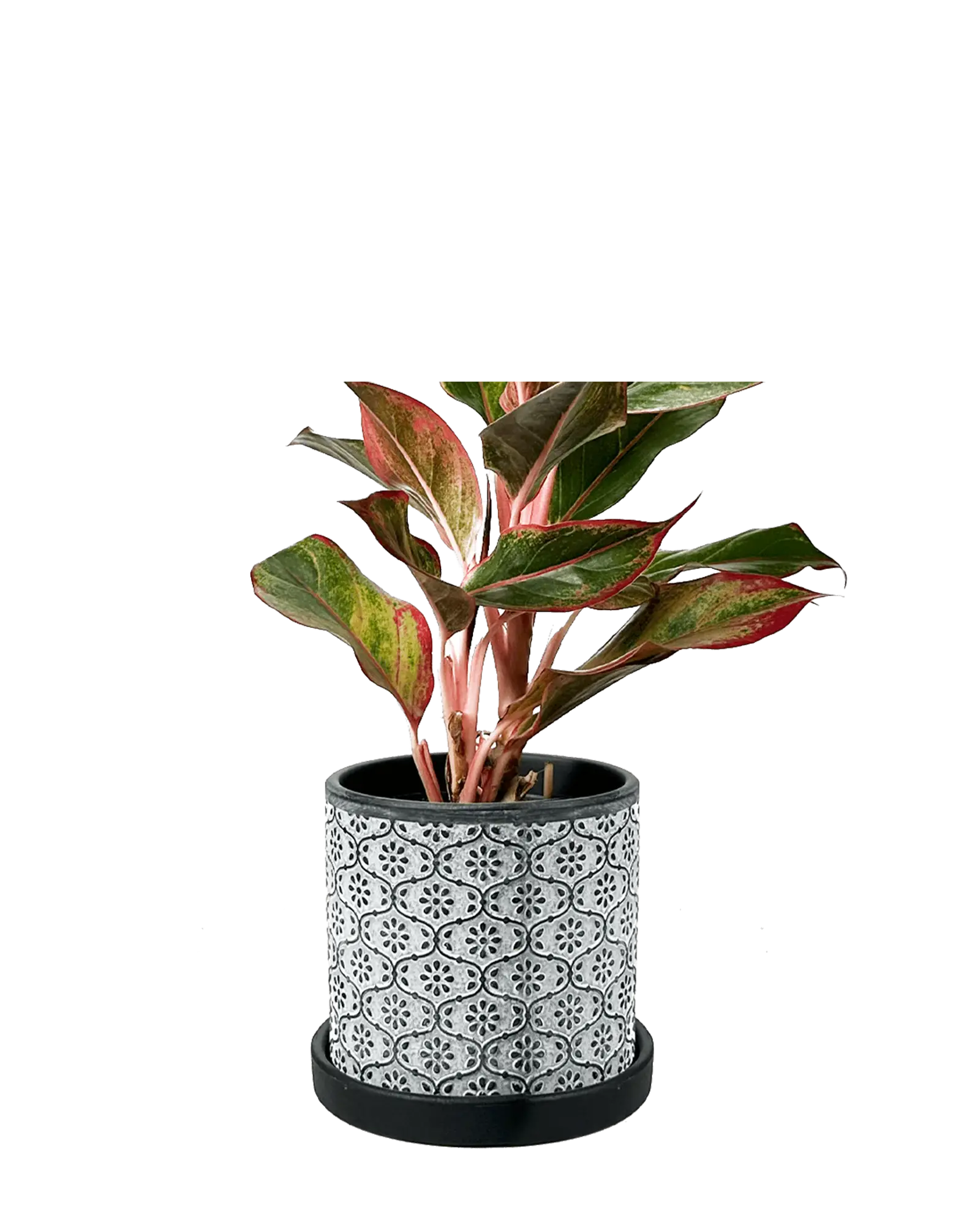 Chive Balter black flower ceramic planter with embossed tile pattern, styled with a red aglaonema plant.