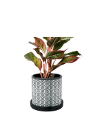 Chive Balter black flower ceramic planter with embossed tile pattern, styled with a red aglaonema plant.