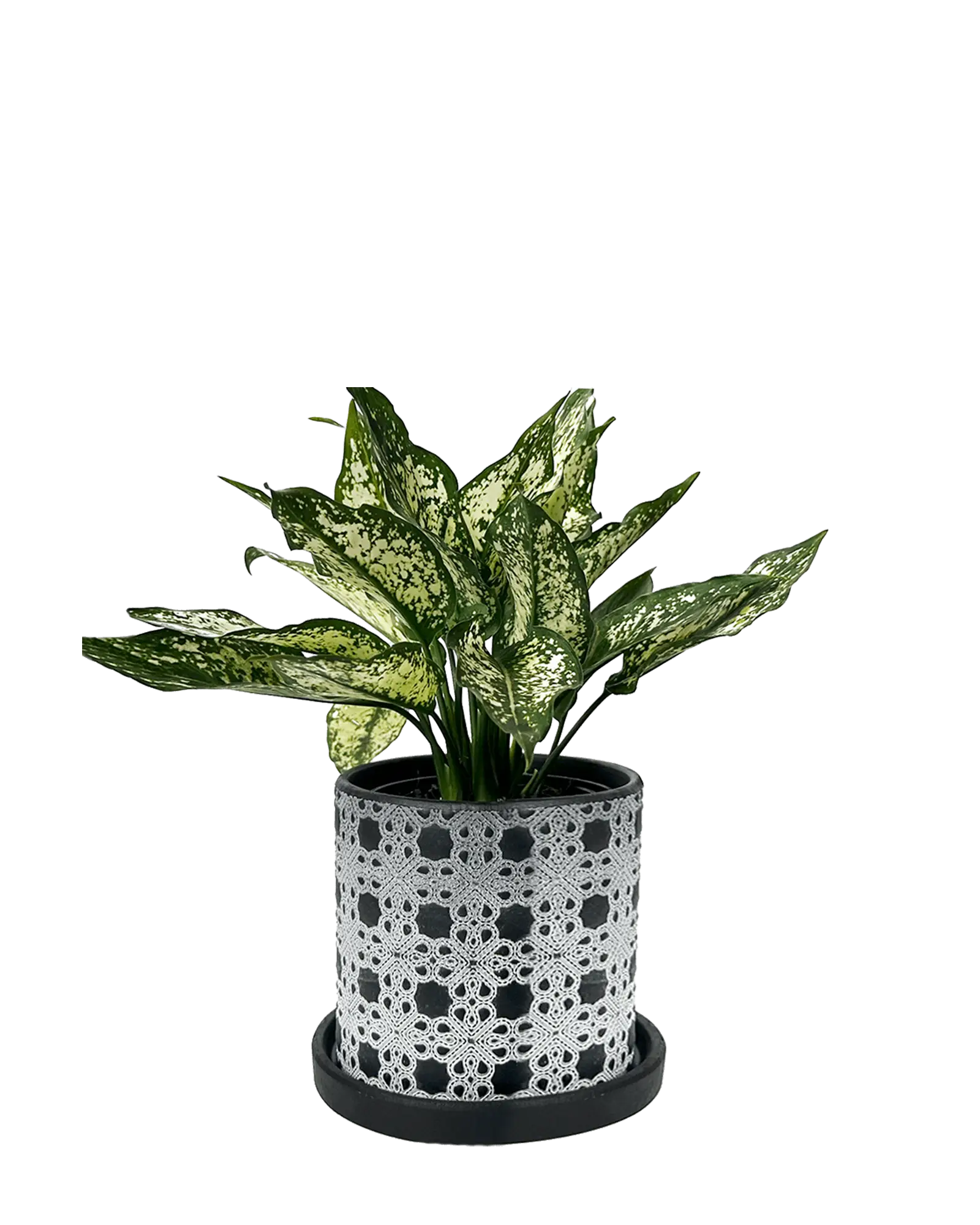 Chive Balter black lattice ceramic planter with white lace lattice pattern, styled with a green aglaonema.