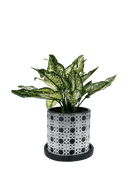 Chive Balter black lattice ceramic planter with white lace lattice pattern, styled with a green aglaonema.