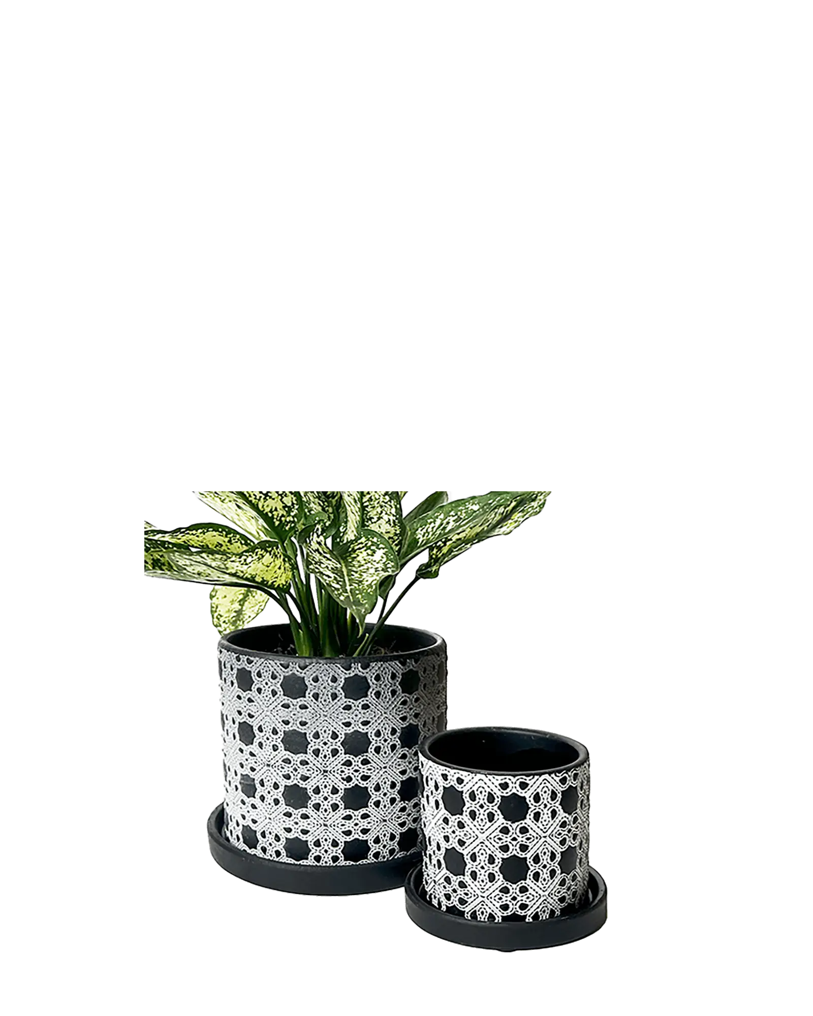 Chive Balter black ceramic planters in two sizes with white lace lattice pattern and matching saucers.