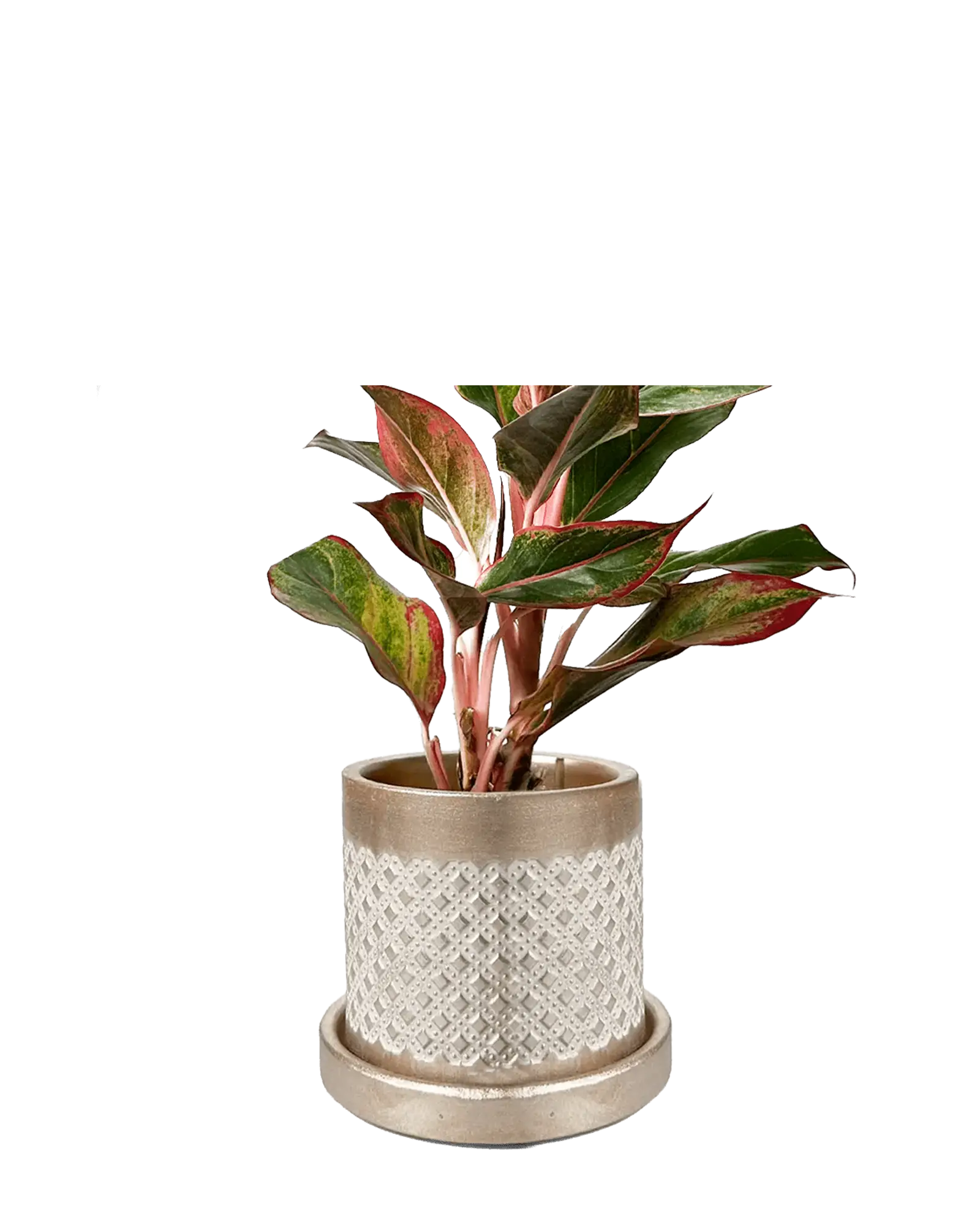 Chive Balter gold ceramic planter with diamond lattice texture, styled with a red aglaonema plant.