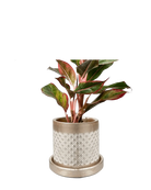 Chive Balter gold ceramic planter with diamond lattice texture, styled with a red aglaonema plant.