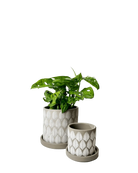 Chive Balter grey ceramic planters in two sizes with embossed leaf pattern and matching saucers.
