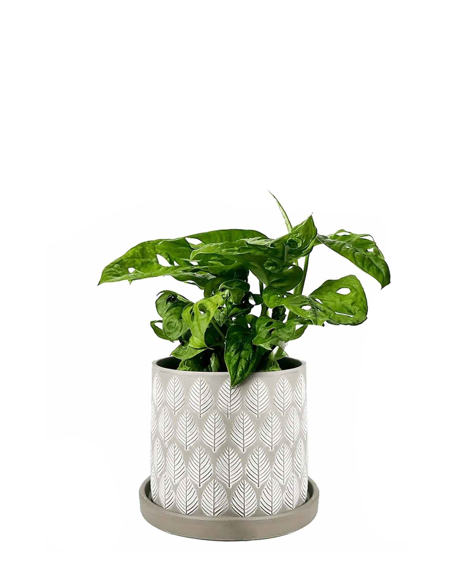 Chive Balter ceramic planter in light grey with an embossed leaf pattern, styled with a mini monstera.