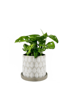 Chive Balter ceramic planter in light grey with an embossed leaf pattern, styled with a mini monstera.