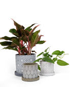 Chive Balter grey ceramic planters with embossed paisley, leaf, and fleur-de-lis patterns.