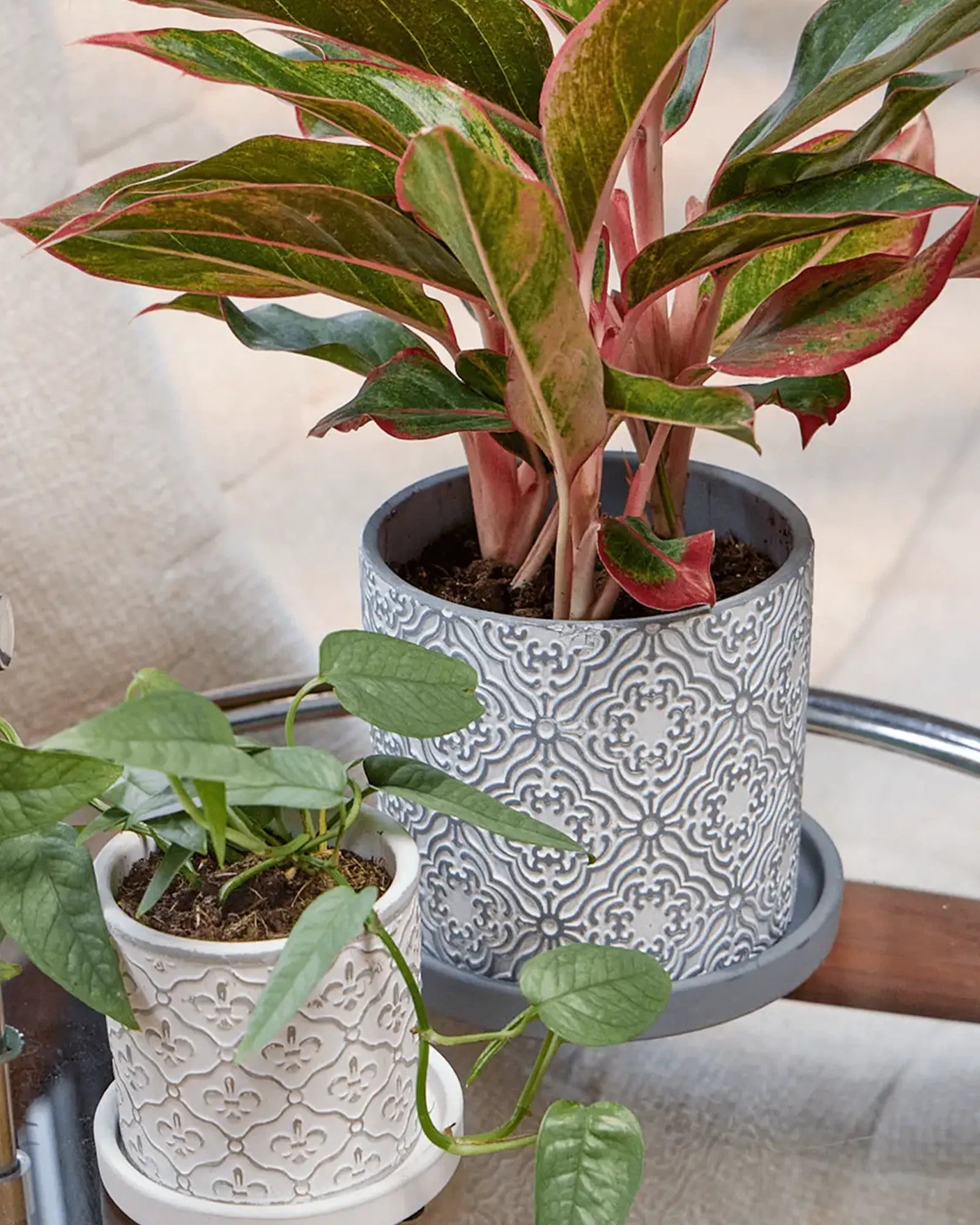 Two Chive Balter ceramic pots with drainage in size small and medium styled with a plant on a glass table indoor.