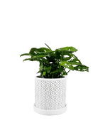 Chive Balter white ceramic planter with fleur-de-lis pattern, styled with a mini monstera plant.