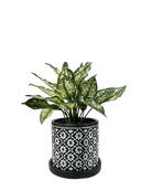Chive Balter dark navy ceramic planter with white floral tile pattern, styled with a green aglaonema.