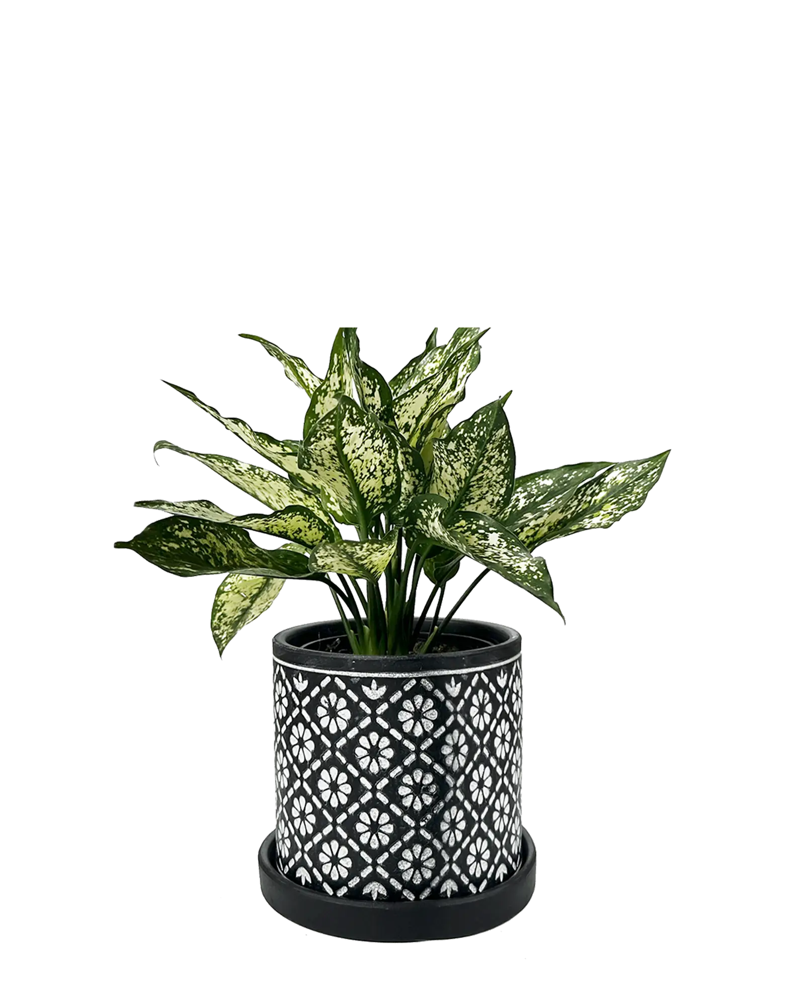 Chive Balter dark navy ceramic planter with white floral tile pattern, styled with a green aglaonema.