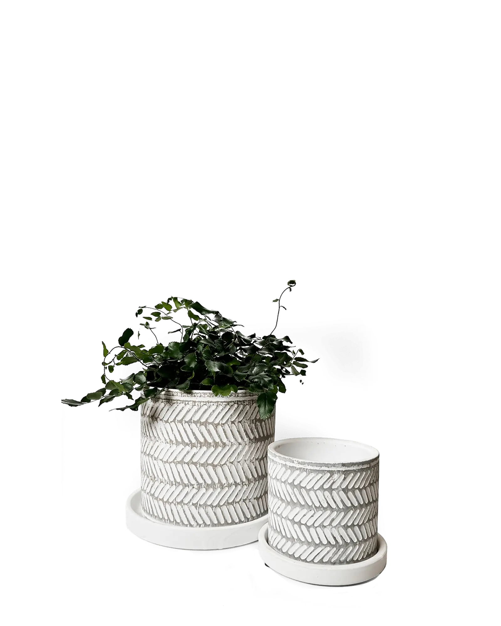 Chive Balter white leaves ceramic planters in two sizes with herringbone leaf pattern and matching saucers.
