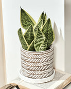 Chive Balter white leaves ceramic planter with embossed herringbone leaf pattern, styled with a snake plant indoor.