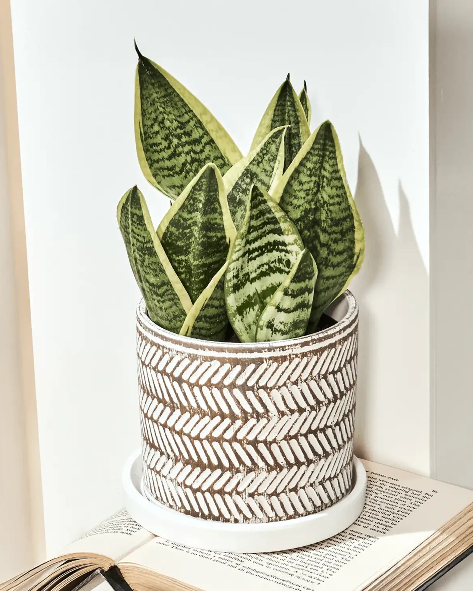 Chive Balter small white leaves ceramic pot with styled with a snake plant in a bright room against a white wall.
