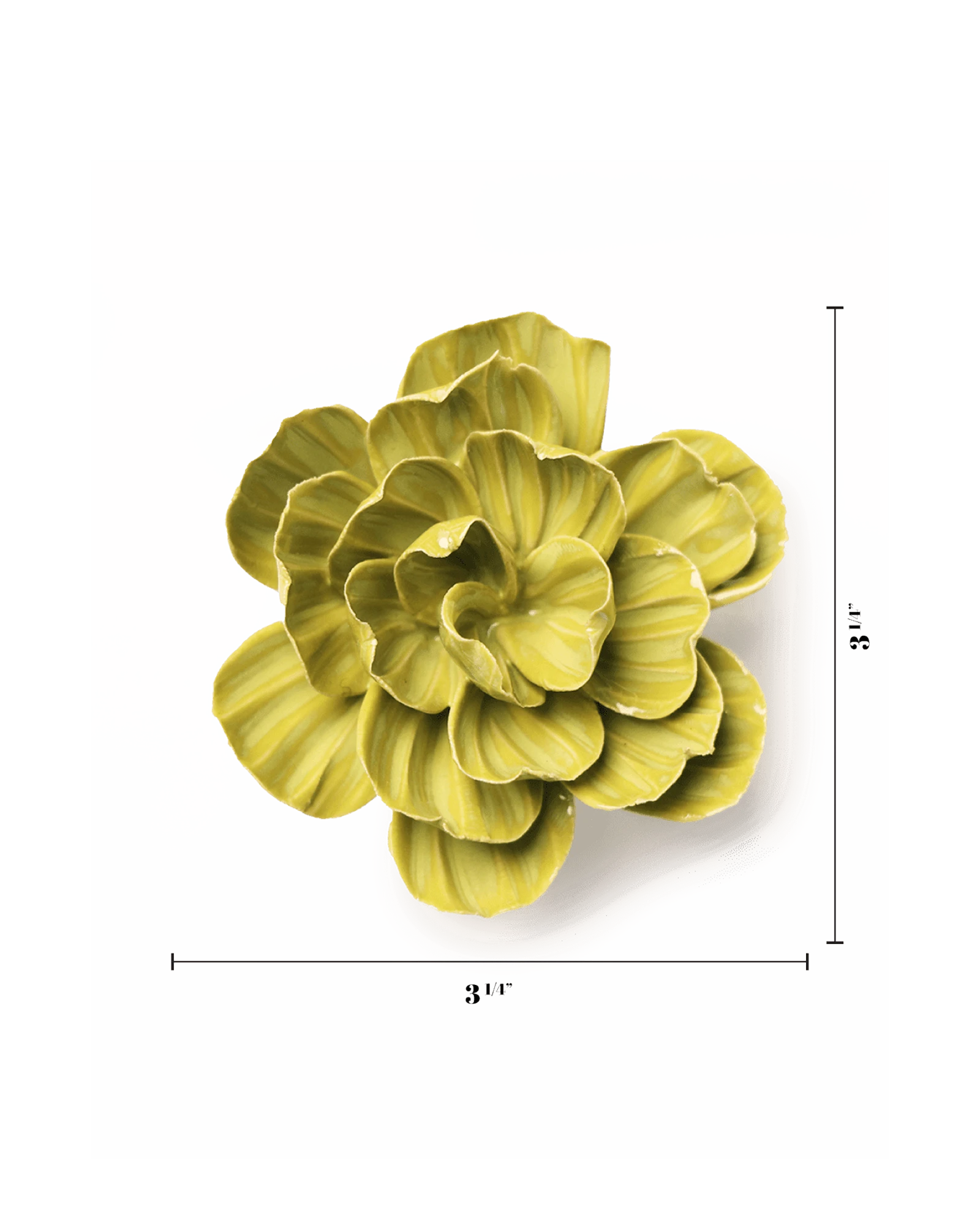 Chive February Birth Flower Primrose chartreuse ceramic flower size chart showing height and width dimensions.