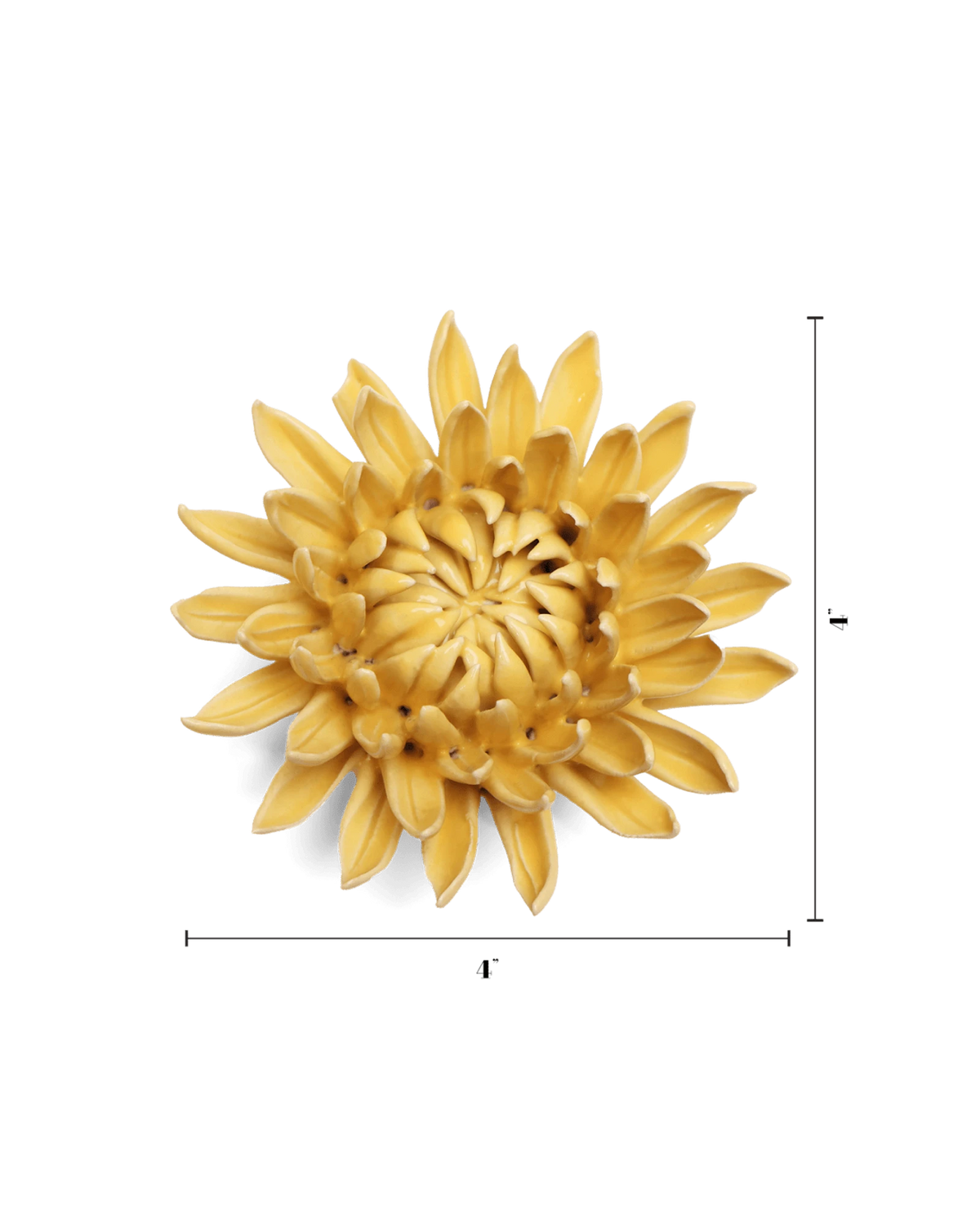 Chrysanthemum Flower Meaning | November Birth Flower | Chive