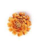 Chive October Birth Flower Marigold fiesta orange glazed ceramic flower.