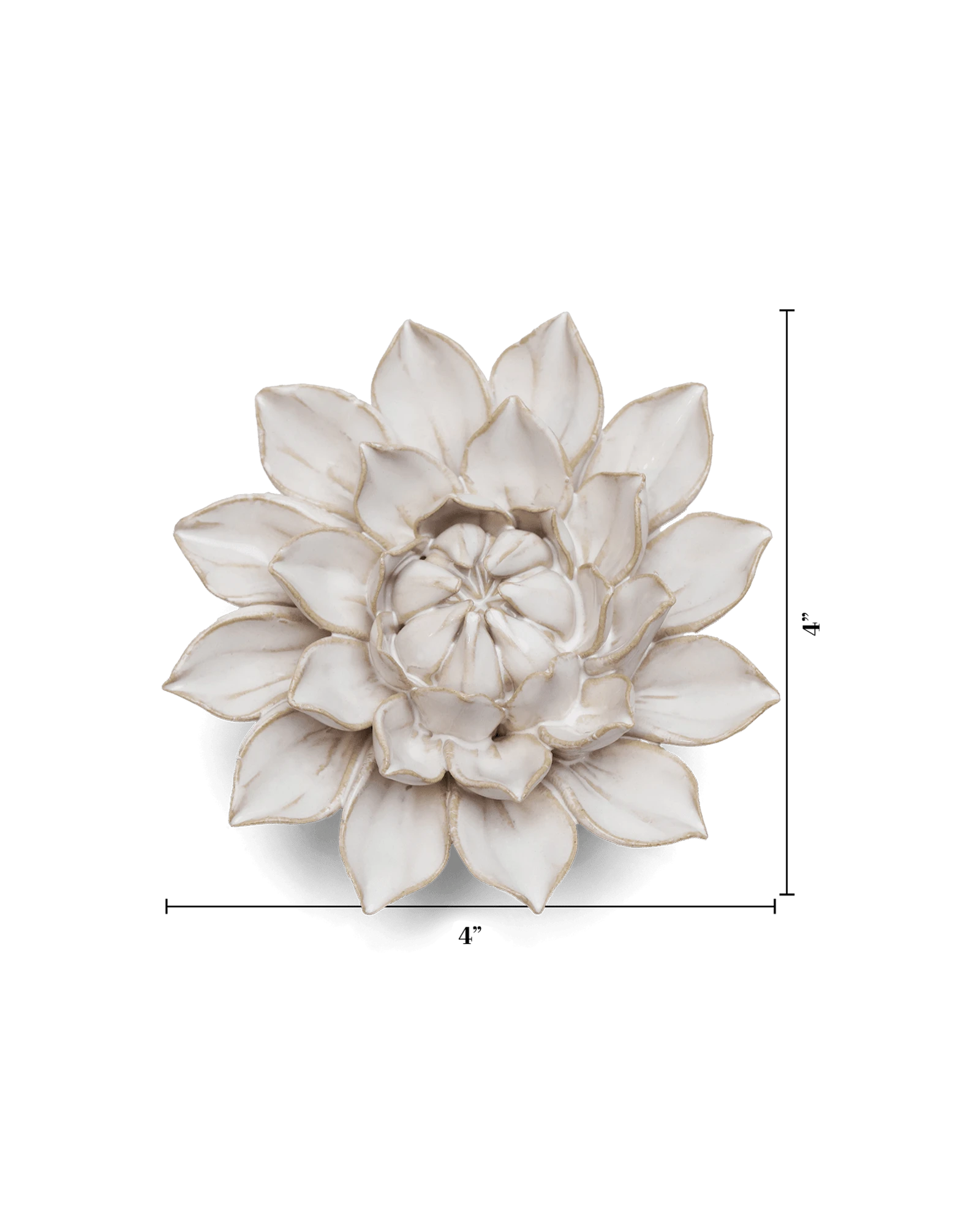 Chive September Birth Flower Aster ivory ceramic flower size chart showing height and width dimensions.