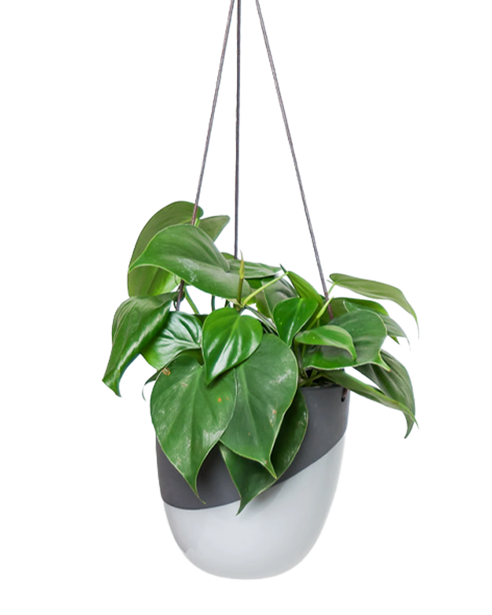 Chive Bobbin black porcelain hanging planter pot without drainage styled with a philodendron plant.