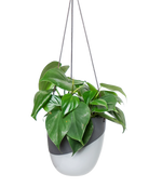 Chive Bobbin black porcelain hanging planter pot without drainage styled with a philodendron plant.