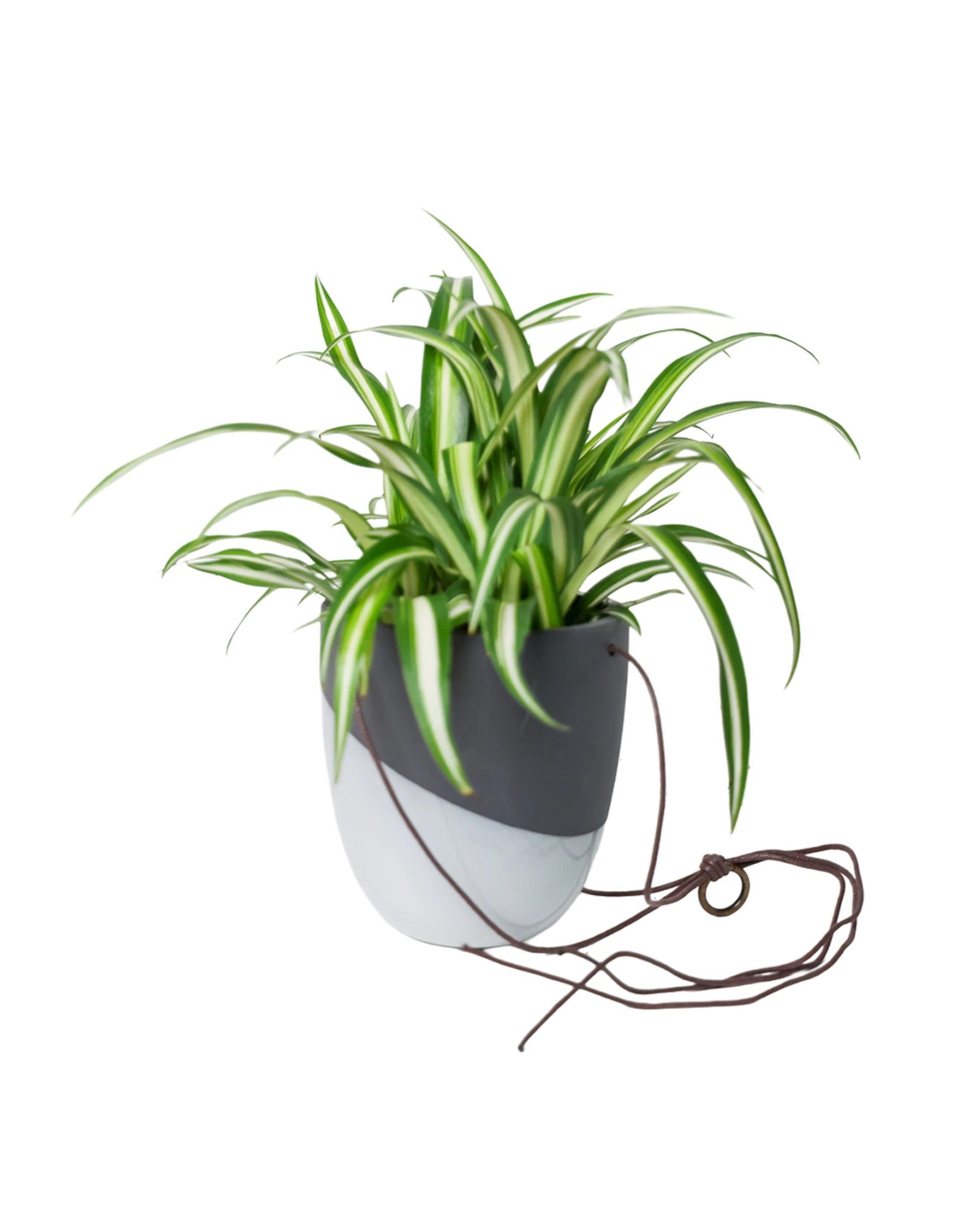 Chive Bobbin black porcelain hanging planter pot with no drainage styled with a spider plant.