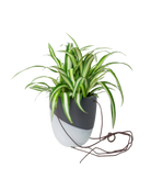 Chive Bobbin black porcelain hanging planter pot with no drainage styled with a spider plant.