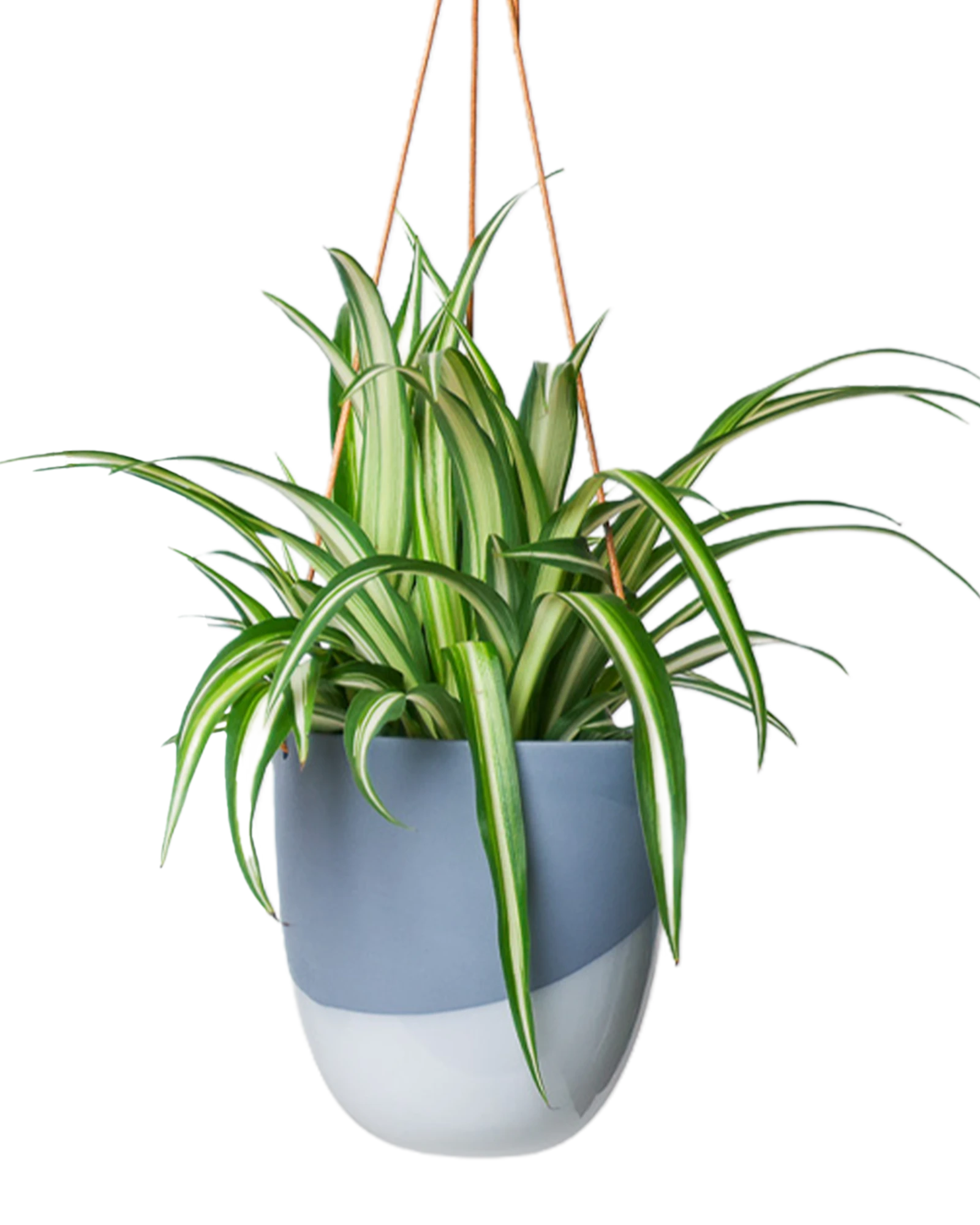 Chive Bobbin blue grey porcelain hanging planter pot with no drainage styled with a spider plant.